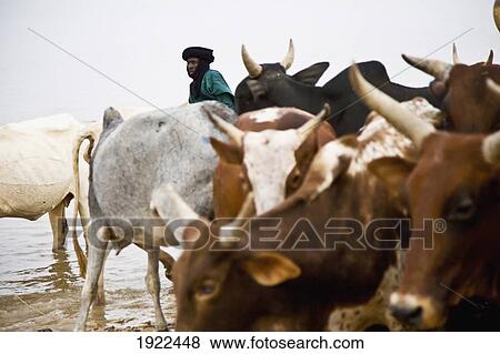 Stock Photo - Man Herding Cattle. Fotosearch
