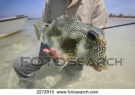 Stock Photography - Man holding a boxfish; bahamas. Fotosearch