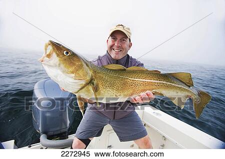 Man holding a cod fish caught in boston harbor; boston massachusetts usa View Large Photo Image Stock Photography - Man holding a cod fish caught in boston harbor; boston massachusetts usa. Fotosearch