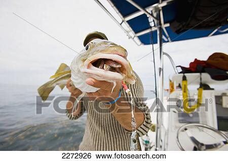 Man holding a cod fish caught on stellwagen bank national marine sanctuary; massachusetts usa View Large Photo Image Stock Photograph - Man holding a cod fish caught on stellwagen bank national marine sanctuary; massachusetts usa. Fotosearch