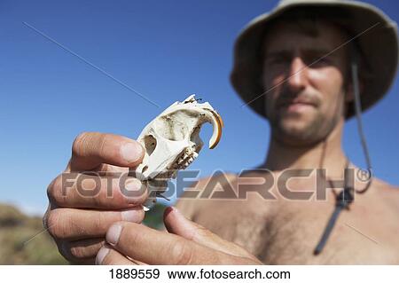 Stock Photo - Man Holding A Porcupine Skull. Fotosearch