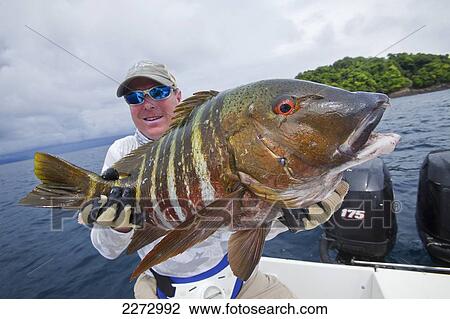 Man holding a rock snapper fish; panama View Large Photo Image Stock Image - Man holding a rock snapper fish; panama. Fotosearch