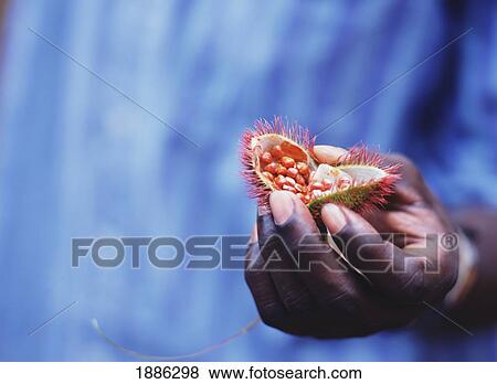 Stock Photo - Man Holding A Seed Pod On The Spice Tour. Fotosearch