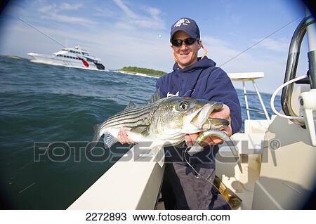 Stock Image - Man holding a striped bass; boston massachusetts usa. Fotosearch