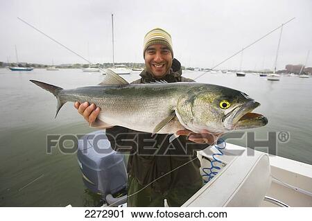 Stock Image - Man holding a striped bass; boston massachusetts usa. Fotosearch