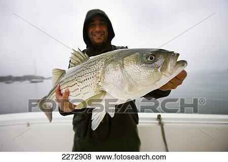 Stock Photo - Man holding a striped bass; boston massachusetts usa. Fotosearch