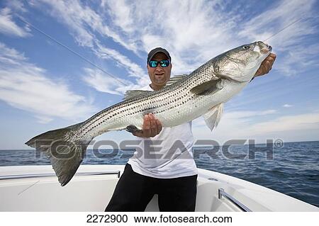 Man holding a striped bass; massachusetts usa View Large Photo Image Stock Image - Man holding a striped bass; massachusetts usa. Fotosearch