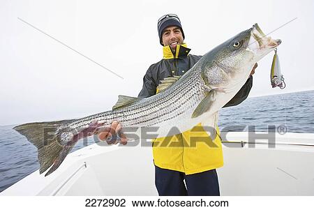 Man holding a striped bass; massachusetts usa View Large Photo Image Stock Image - Man holding a striped bass; massachusetts usa. Fotosearch