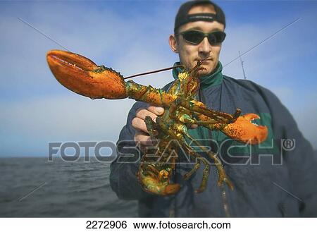 Man holding atlantic lobster; boston massachusetts usa View Large Photo Image Stock Photograph - Man holding atlantic lobster; boston massachusetts usa. Fotosearch