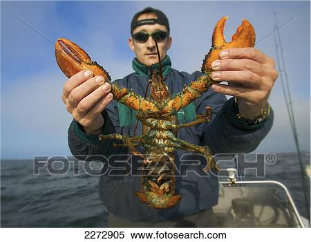 Man holding atlantic lobster; boston massachusetts usa View Large Photo Image Stock Photography - Man holding atlantic lobster; boston massachusetts usa. Fotosearch