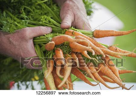 Stock Photo - Man holding out a bundle of carrots (carota); Palmer, Alaska, United States of America. Fotosearch