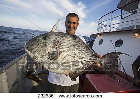 Stock Image - Man holding triggerfish; Corpus christi texas usa. Fotosearch
