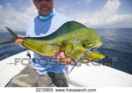 Stock Image - Man holds a mahi-mahi fish; panama. Fotosearch