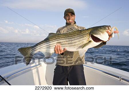 Man In A Boat Proudly Holding A Large Fish; Massachusetts, Usa View Large Photo Image Stock Image - Man In A Boat Proudly Holding A Large Fish; Massachusetts, Usa. Fotosearch