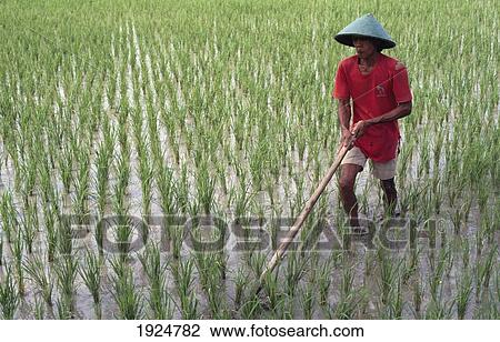 Stock Image - Man In Rice Paddy Field. Fotosearch