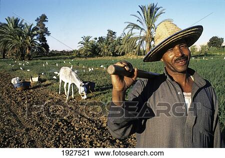 Stock Image - Man In Straw Hat In Front Of Grazing; Dakla Oasis, Western Desert, Egypt. Fotosearch