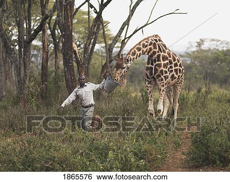Stock Photograph - Man Leading A Rothschild Giraffe, Giraffe Manor, Nairobi, Kenya, Africa. Fotosearch
