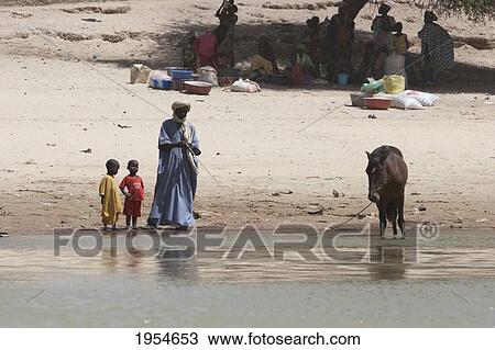 Stock Image - Man leading horse to water in a Village along the Niger River between Niafunke and Kabara, Mali. Fotosearch
