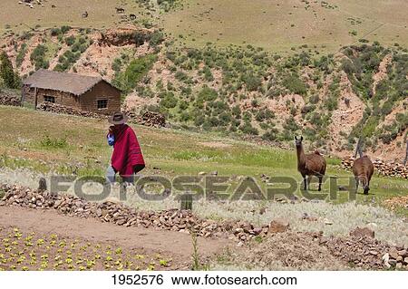 Man leading llama (Lama glama), Jatun Yampara Indigenous Community, Chuquisaca Department, Bolivia View Large Photo Image Stock Photograph - Man leading llama (Lama glama), Jatun Yampara Indigenous Community, Chuquisaca Department, Bolivia. Fotosearch