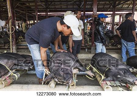 Man lifting a pig tied to bamboo sticks at the Bolu livestock market, Rantepao, Toraja Land, South Sulawesi, Indonesia View Large Photo Image Stock Image - Man lifting a pig tied to bamboo sticks at the Bolu livestock market, Rantepao, Toraja Land, South Sulawesi, Indonesia. Fotosearch
