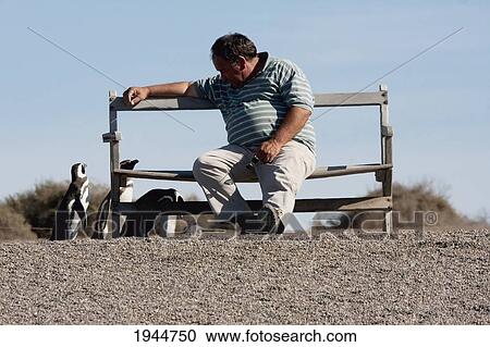 Stock Image - Man looking at Magellanic Penguins (Spheniscus magellanicus) at San Lorenzo Penguin Colony, Peninsula Valdes, Chubut, Argentina. Fotosearch