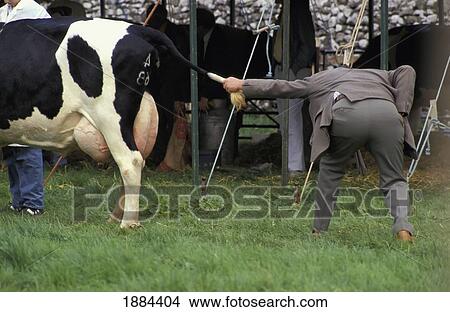 Picture - Man Looking Under Tail Of Cow. Fotosearch