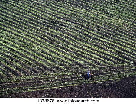 Stock Photo - Man On Horse Going Across Fields. Fotosearch