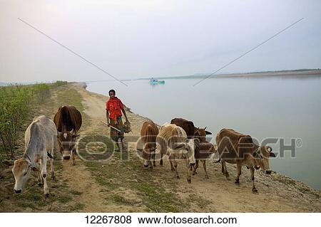 Stock Photo - Man on the haor; Kishoreganj, Bangladesh. Fotosearch