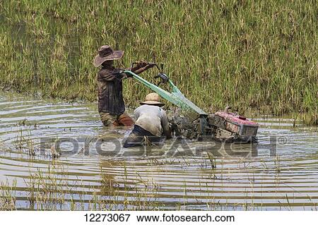 Man ploughing a rice field, Kete Kesu, Toraja Land, South Sulawesi, Indonesia View Large Photo Image Stock Photo - Man ploughing a rice field, Kete Kesu, Toraja Land, South Sulawesi, Indonesia. Fotosearch