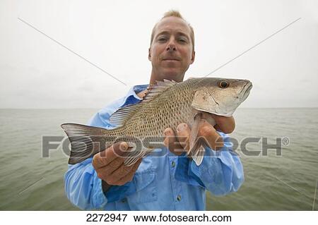 Man Proudly Showing Off A Freshly Caught Fish; Florida, Usa View Large Photo Image Stock Photo - Man Proudly Showing Off A Freshly Caught Fish; Florida, Usa. Fotosearch