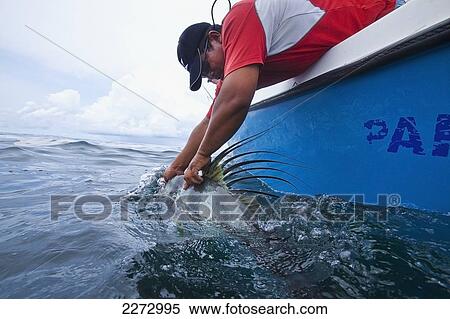 Stock Photography - Man pulling a roosterfish out of water; panama. Fotosearch