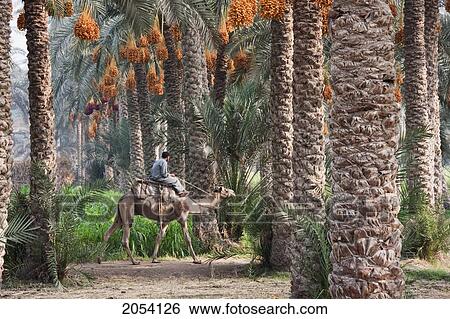 Stock Photograph - Man Riding A Camel In A Date Palm Orchard, Memphis, Al Jizah, Egypt. Fotosearch