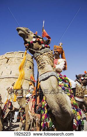 Man Riding Camel At Jaisalmer Festival, Rajasthan, India View Large Photo Image Stock Image - Man Riding Camel At Jaisalmer Festival, Rajasthan, India. Fotosearch