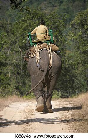 Man Riding On Elephant In Safari Park View Large Photo Image Stock Photography - Man Riding On Elephant In Safari Park. Fotosearch