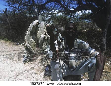 Man Selling Iguana Beside Road View Large Photo Image Picture - Man Selling Iguana Beside Road. Fotosearch