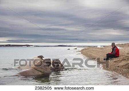 Stock Photography - Man sits on the shores and watches a group of curious Walrus (Odobenus rosmarus); Svalbard, Norway. Fotosearch