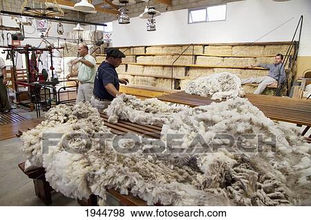 Stock Photo - Man sorting Merino sheep fleece on a table at Estancia San Guillermo, Chubut, Argentina. Fotosearch