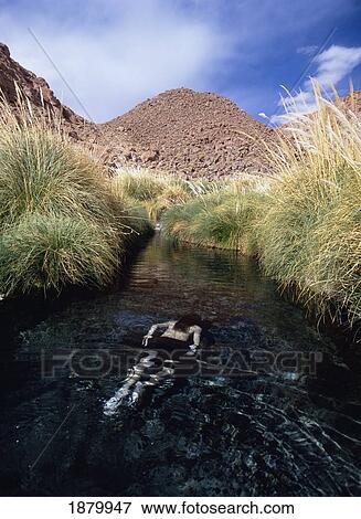 Man Swimming In Hot Stream At Puritama View Large Photo Image Stock Photo - Man Swimming In Hot Stream At Puritama. Fotosearch