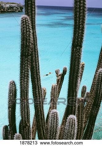 Stock Image - Man Swimming Off Knip Bay Beach With Cacti In Foreground. Fotosearch