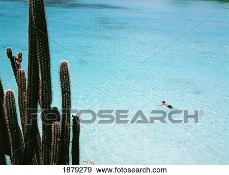 Man Swimming Off Knip Bay Beach With Cacti In Foreground View Large Photo Image Stock Photo - Man Swimming Off Knip Bay Beach With Cacti In Foreground. Fotosearch
