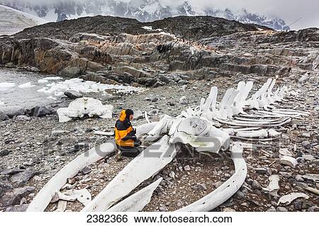 Man views rearticulated whale skeleton at Jugla Point, near Port Lockroy, Western Antarctic Peninsula; Antarctica View Large Photo Image Stock Photograph - Man views rearticulated whale skeleton at Jugla Point, near Port Lockroy, Western Antarctic Peninsula; Antarctica. Fotosearch