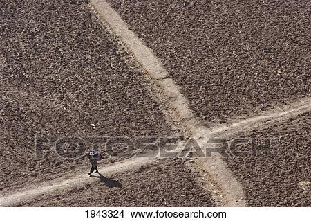 Picture - Man Walking Across A Potato Field In Bamiyan, Bamian Province, Afghanistan. Fotosearch
