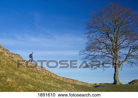 Man Walking Along Hadrian's Wall View Large Photo Image Stock Image - Man Walking Along Hadrian's Wall. Fotosearch