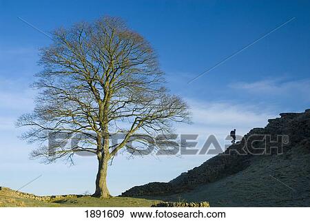 Stock Photo - Man Walking Along Hadrian's Wall. Fotosearch