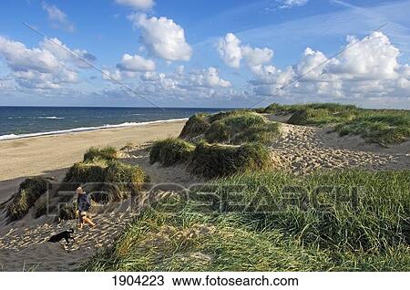 Stock Image - Man Walking Dog On Beach, Elevated View, Jutland, Denmark. Fotosearch