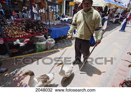Man Walking With Geese, Otavalo, Imbabura, Ecuador View Large Photo Image Stock Image - Man Walking With Geese, Otavalo, Imbabura, Ecuador. Fotosearch
