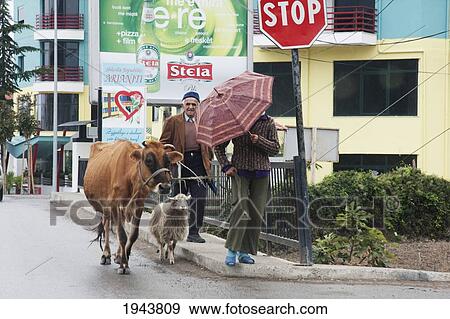 Stock Photo - Man With A Cow And Sheep, Elbasan, Albania. Fotosearch