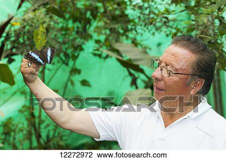 Man with a Helenor Morpho (Morpho helenor), Mindo, Pichincha, Ecuador View Large Photo Image Stock Image - Man with a Helenor Morpho (Morpho helenor), Mindo, Pichincha, Ecuador. Fotosearch