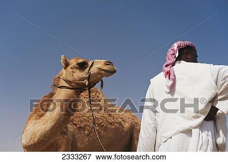 Man With Camel At Camel Market; Al Ain, Abu Dhabi, United Arab Emirates View Large Photo Image Stock Photo - Man With Camel At Camel Market; Al Ain, Abu Dhabi, United Arab Emirates. Fotosearch