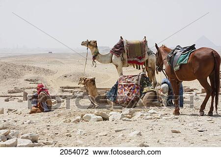 Stock Image - Man With Camels And Horse, Saqqara, Al Jizah, Egypt. Fotosearch